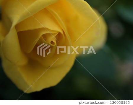 The beautiful yellow rose "Izu no Odoriko (Carte d'Or)" bloomed in May 130058335