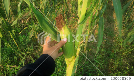 Young farmers caring for corn plants, Organic local food security southeast asia Young farmers caring for corn plants, Organic local food security southeast asia 130058569