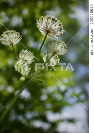 Astrantia begins to bloom like a star in full bloom, and its flower language is "wish upon a star," "intelligence," and "thirst for love." Astrantia begins to bloom like a star in full bloom, and its flower language is "wish upon a star," "intelligence," and "thirst for love." 130058639