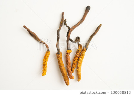 Cordyceps sinensis or Ophiocordyceps sinensis isolated on white background, mushroom herb treatment medicine. 130058813