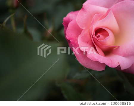 「Rin」是五月盛開的美麗粉紅玫瑰。 130058816