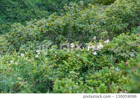 Flowers on the Daisen Utopia Course: Hotatsuji flowers blooming on the slopes, Daisen Town, Saihaku District, Tottori Prefecture Flowers on the Daisen Utopia Course: Hotatsuji flowers blooming on the slopes, Daisen Town, Saihaku District, Tottori Prefecture 130059096