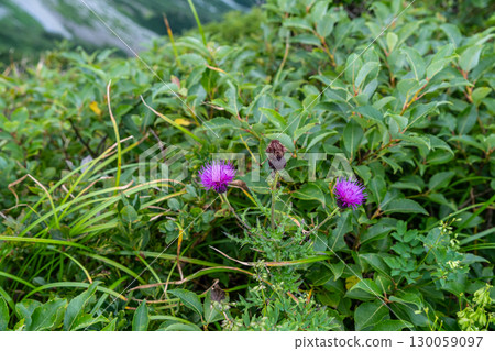 Flowers on the Daisen Utopia Trail: Thistles blooming along the hiking trail, Daisen Town, Saihaku District, Tottori Prefecture 130059097