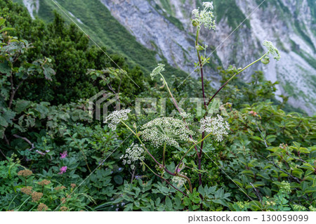 Flowers on the Daisen Utopia Trail: Angelica dahurica flowers blooming along the hiking trail in Daisen Town, Saihaku District, Tottori Prefecture 130059099