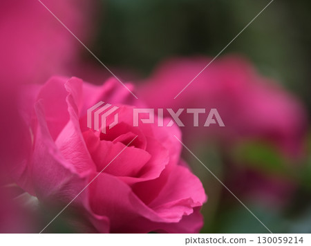 "Urara" is a beautiful red rose that bloomed in May. "Urara" is a beautiful red rose that bloomed in May. 130059214