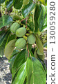 Persimmons in August 130059280