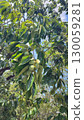 Persimmons in August 130059281