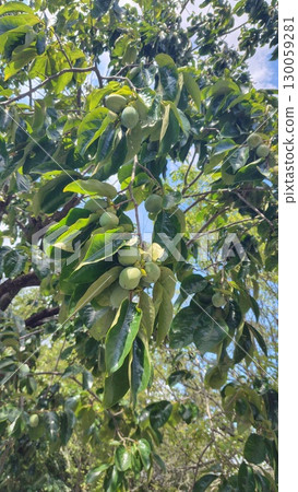 Persimmons in August 130059281