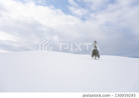 A Christmas tree standing in a snowy field (Biei, Hokkaido) 130059293