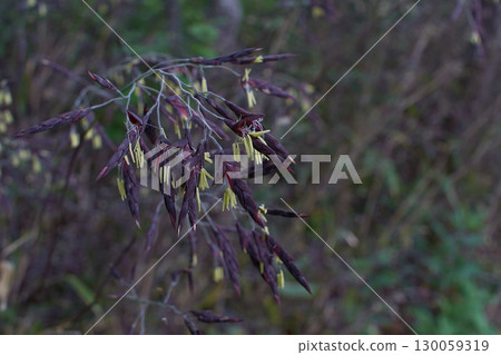 莎莎沒有哈娜 莎莎沒有哈娜 130059319