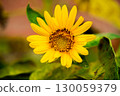 Bright Sunflower Flower: Close-up of a sunflower. Summer time. Helianthus annuus 130059379