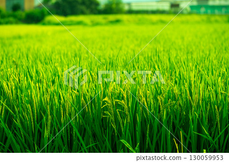 Rice. A large area of rice seedlings growing in the fields of Korea. Rice. A large area of rice seedlings growing in the fields of Korea. 130059953