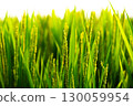 Rice. A large area of rice seedlings growing in the fields of Korea. 130059954