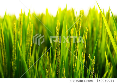 Rice. A large area of rice seedlings growing in the fields of Korea. 130059954