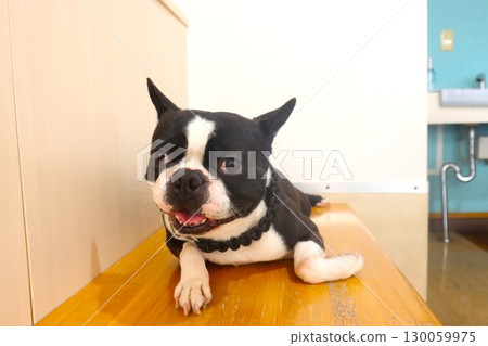 Mighty the Boston Terrier lies down on the bench and gazes cutely. 130059975