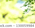 Fresh green maple leaves and soft light 130059984