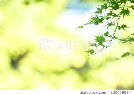 Fresh green maple leaves and soft light 130059984