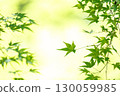 Fresh green maple leaves and soft light 130059985