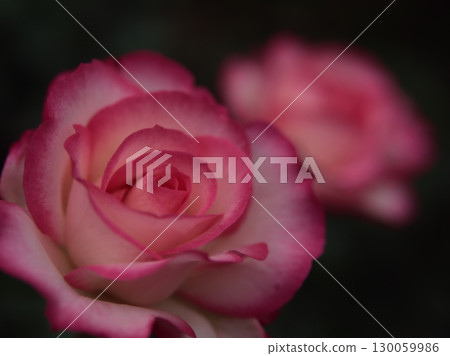 「妮可」是五月盛開的粉紅玫瑰。 「妮可」是五月盛開的粉紅玫瑰。 130059986