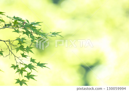 Autumn leaves wrapped in light 130059994