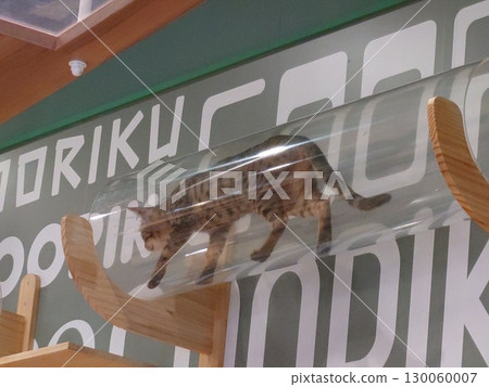 Cat walking through a pipe 130060007