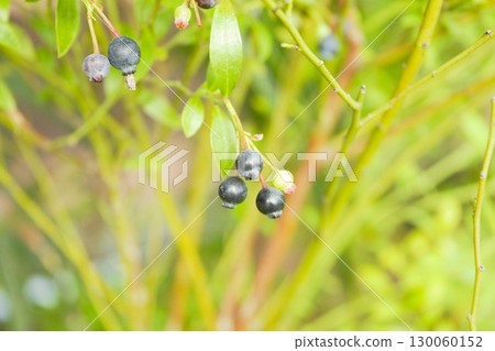 Bilberry fruit 2 130060152