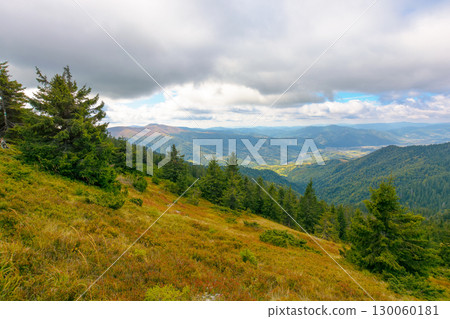 hillside of mountain range with coniferous forest and meadow. view in to the distant rural valley from above. beautiful countryside landscape of transcarpathia in autumn hillside of mountain range with coniferous forest and meadow. view in to the distant rural valley from above. beautiful countryside landscape of transcarpathia in autumn 130060181
