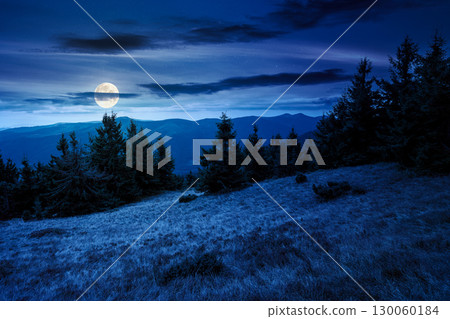 fir trees on a meadow down the hill to coniferous forest in mountains at night. highland landscape under cloudy sky in early autumn in full moon light fir trees on a meadow down the hill to coniferous forest in mountains at night. highland landscape under cloudy sky in early autumn in full moon light 130060184