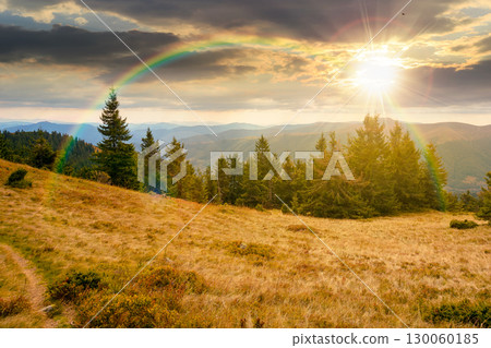 fir trees on a meadow down the hill to coniferous forest in mountains at sunset. highland landscape under cloudy sky in early autumn in evening light 130060185