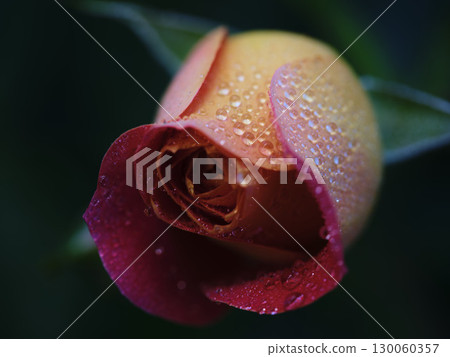Beautifully blooming rose with vibrant colors and dew drops in a serene natural environment Beautifully blooming rose with vibrant colors and dew drops in a serene natural environment 130060357