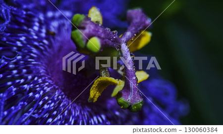 Vibrant passion flower bloom with detailed petals and dew drops captured in a tropical garden setting 130060384
