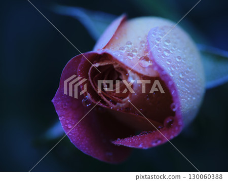 Dew-covered rose blooms in a dramatic display of colors in a garden at dawn Dew-covered rose blooms in a dramatic display of colors in a garden at dawn 130060388