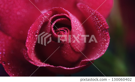 Close-up view of a dewy red rose showcasing vibrant petals in natural light during early morning hours Close-up view of a dewy red rose showcasing vibrant petals in natural light during early morning hours 130060402