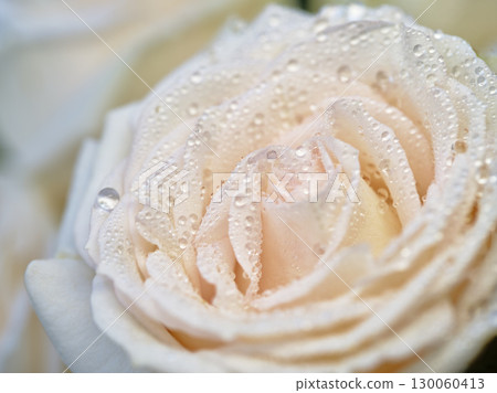Close-up of a delicate pink rose with water droplets glistening in the morning light, showcasing nature's beauty and detail Close-up of a delicate pink rose with water droplets glistening in the morning light, showcasing nature's beauty and detail 130060413