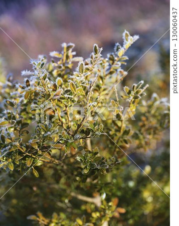 Frost-kissed leaves shimmering in the morning light on a cold winter day in a serene outdoors setting Frost-kissed leaves shimmering in the morning light on a cold winter day in a serene outdoors setting 130060437