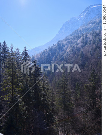 Scenic view of tall pine trees and mountains under bright blue sky during daytime in natural landscape 130060544