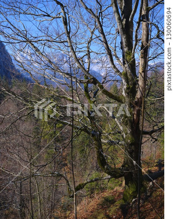 Scenic view of a bare tree foreground with majestic mountains in the background on a clear day in the wilderness 130060694