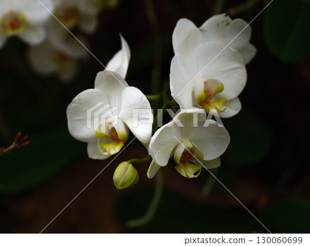 White orchids bloom gracefully in a lush garden showcasing their delicate beauty and intricate details White orchids bloom gracefully in a lush garden showcasing their delicate beauty and intricate details 130060699