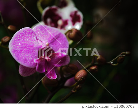 Bright pink orchid blooms in a lush garden setting during early morning light 130060702