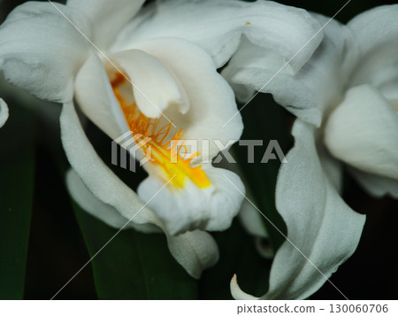 Orchids blooming in a lush garden, showcasing delicate white petals and vibrant yellow accents 130060706