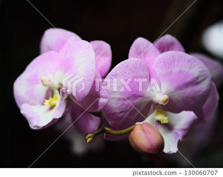 Colorful pink orchids blossom in a garden during early spring showcasing their delicate beauty and vibrant hues 130060707