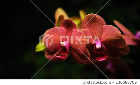 Vibrant red orchids bloom in a garden setting showcasing delicate petals and rich colors 130060709
