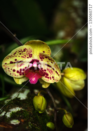 Unique yellow and purple orchid blooms in a lush rainforest environment during the daytime 130060717