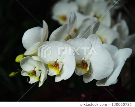 White orchids bloom gracefully in a serene indoor garden setting during the afternoon light 130060725