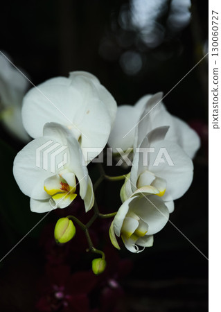 Elegant white orchids bloom in a lush garden, showcasing delicate petals and vivid green leaves during the early hours of morning 130060727