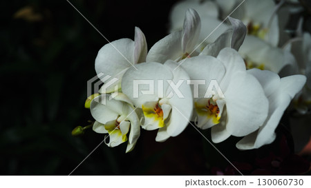 Elegant white orchids bloom in lush garden setting during twilight hours, showcasing nature's beauty 130060730