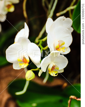 Beautiful white orchids bloom in a lush garden, showcasing vibrant colors and delicate petals during spring Beautiful white orchids bloom in a lush garden, showcasing vibrant colors and delicate petals during spring 130060731