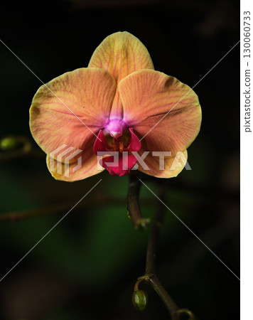 Beautiful orchid blooms in vibrant colors under soft lighting at a tropical garden during the evening Beautiful orchid blooms in vibrant colors under soft lighting at a tropical garden during the evening 130060733