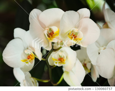 White orchids bloom in a vibrant garden showcasing nature's beauty during a sunny afternoon 130060737