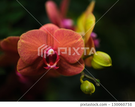 Vibrant orchid blossom with delicate buds captured in a lush garden setting during late spring 130060738